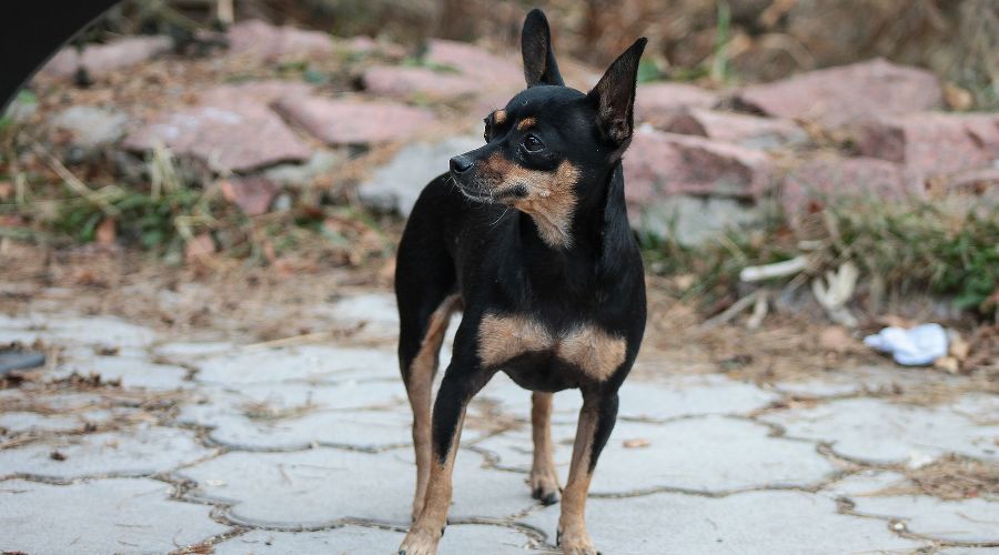  © Фото с сайта pixabay.com