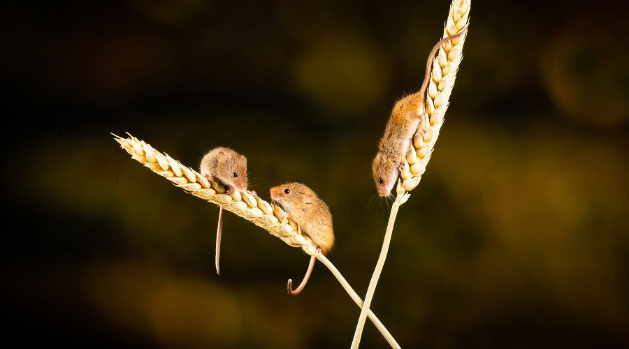 Полевые мыши © Фото Nick Fewings, unsplash.com