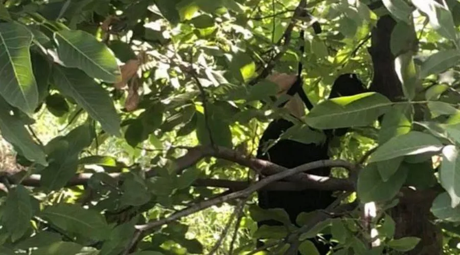  &copy;&nbsp;Фото из телеграм-канала "Жесть Краснодара и края", t.me/ghestkrd