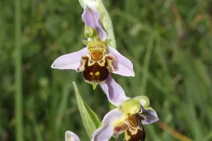 Офрис пчелоносная &copy;&nbsp;Фото Антона Поповича
