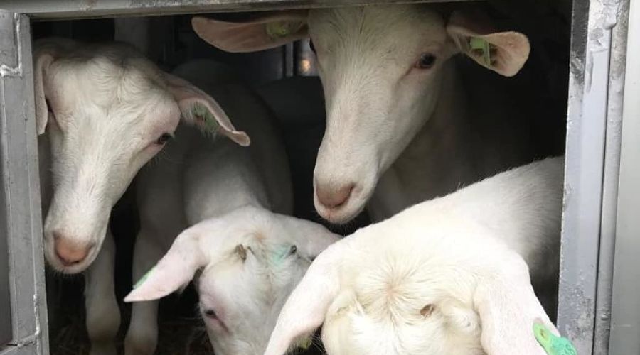  © Фото пресс-службы минсельхоза Адыгеи