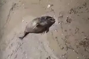  &copy;&nbsp;Скриншот видео, предоставленного очевидцами