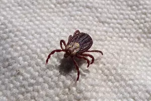  &copy;&nbsp;Фото с сайта pixabay.com