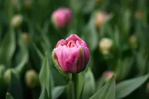 Тюльпаны &copy;&nbsp;Фото Елены Синеок, Юга.ру