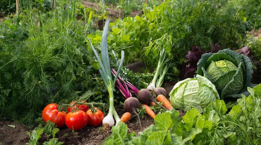 огород &copy;&nbsp;Татьяна Соколова