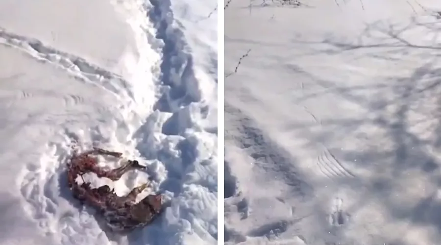  &copy;&nbsp;Коллаж из скриншотов фото из телеграм-канала &laquo;Дикий Юг - природа Юга России&raquo;