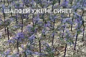  © Скриншот со страницы instagram.com/officialparkkrasnodar