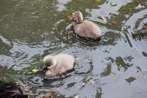 Австралийские черные лебеди &copy;&nbsp;Фото пресс-службы сочинского парка &laquo;Дендрарий&raquo;