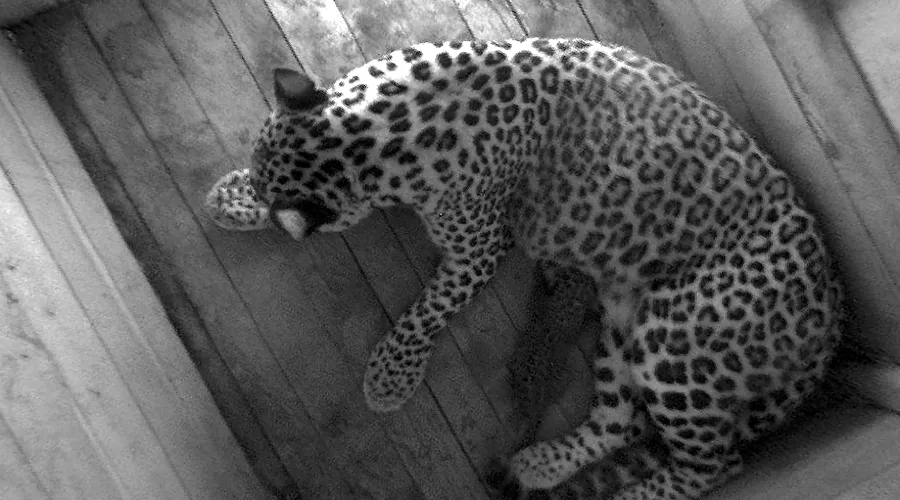  &copy;&nbsp;Скриншот видео от пресс-службы Сочинского нацпарка