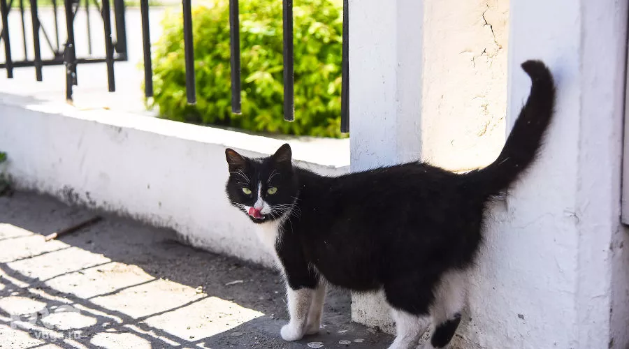  &copy;&nbsp;Фото Елены Синеок, Юга.ру