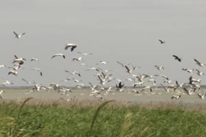  © Скриншот фото с сайта Министерства природных ресурсов Краснодарского края
