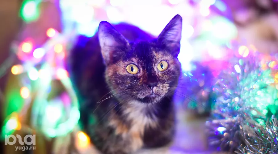 Кошка Кнопка &copy;&nbsp;Елена Синеок, Юга.ру