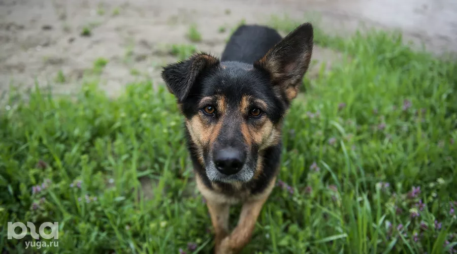  &copy;&nbsp;Фото Елены Синеок, Юга.ру