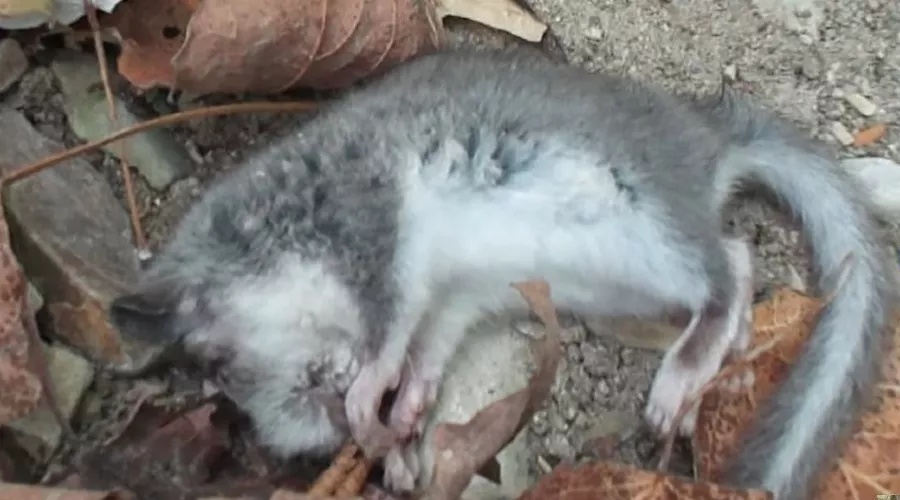  &copy;&nbsp;Фото пресс-службы Кавказского заповедника