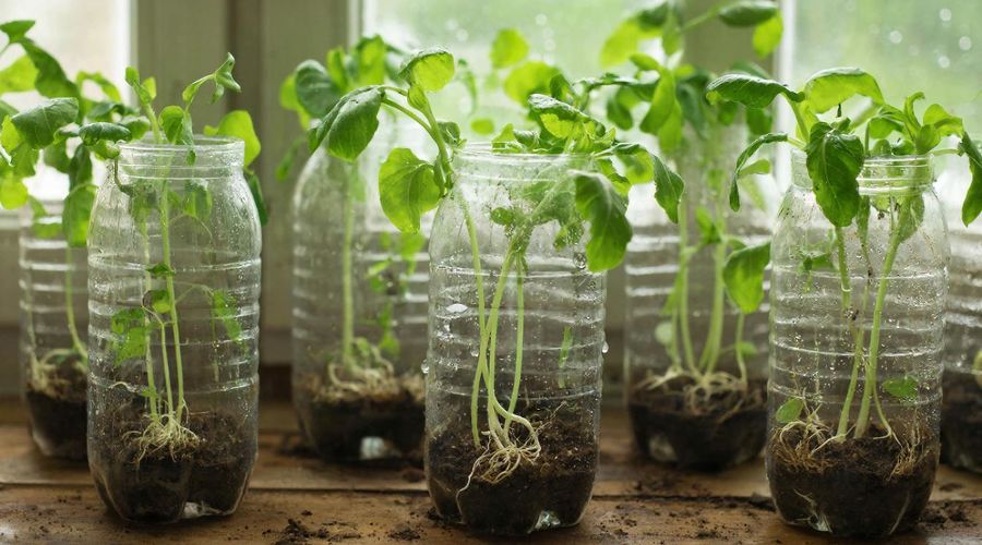 рассада &copy;&nbsp;Изображение сгенерировано нейросетью Gigachat