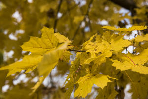 Осень © Фото Елены Синеок, Юга.ру