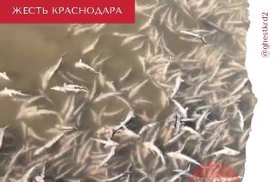  © Скриншот видео из телеграм-канала «Жесть Краснодара и края», t.me/ghestkrd