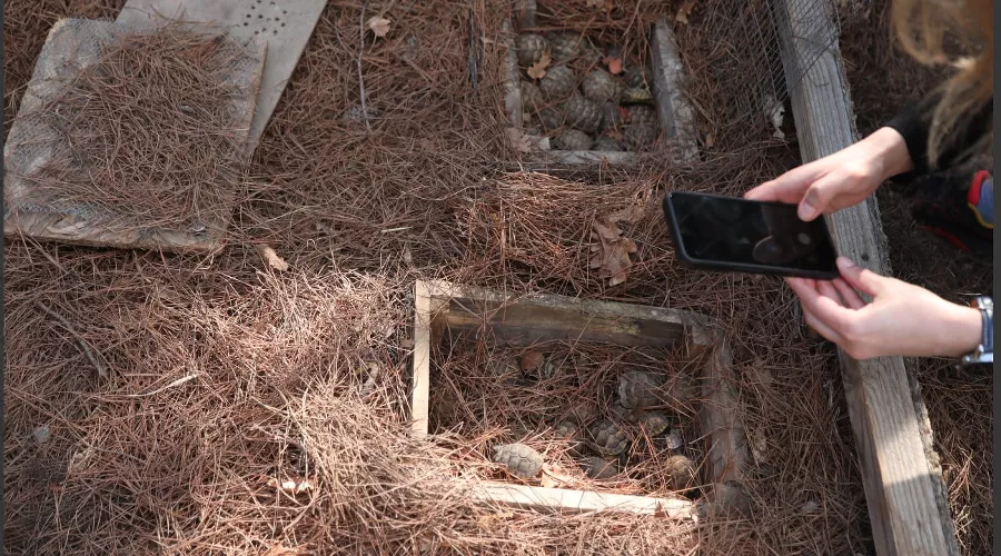  &copy;&nbsp;Скриншот фото из телеграм-канала &laquo;Кавказский заповедник&raquo;