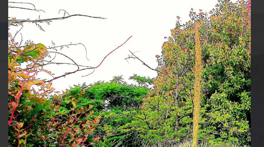  &copy;&nbsp;Скриншот из телеграмм-канала парка &laquo;Южные культуры&raquo; https://t.me/park_uzk/1016