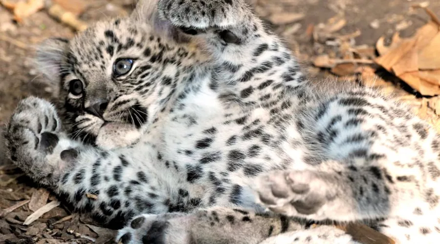 Персидский леопард &copy;&nbsp;AP/Rome Bioparco press office