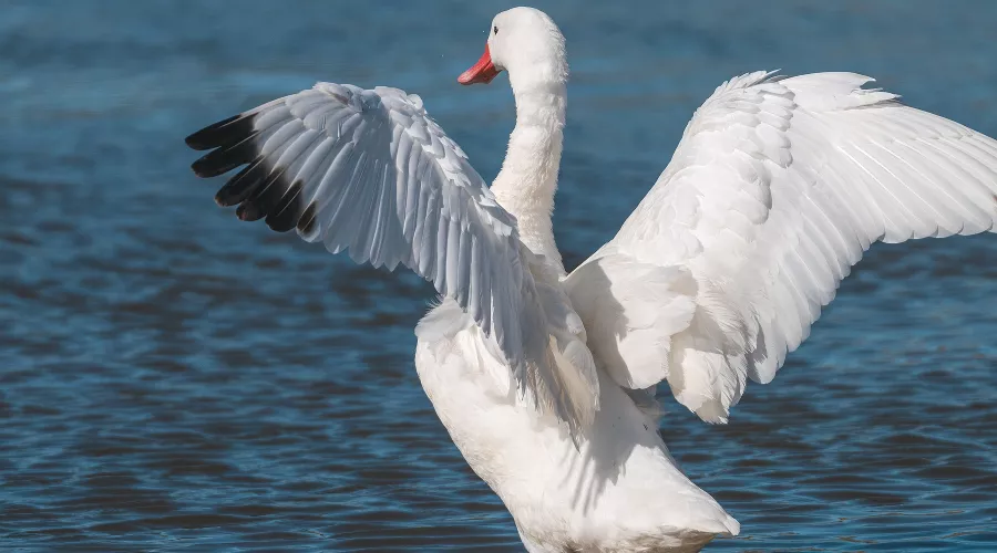  &copy;&nbsp;Фото пользователя Beto_MdP с сайта pixabay.com