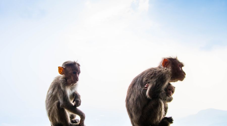 Макаки &copy;&nbsp;Фото Shashank Sahay, unsplash.com