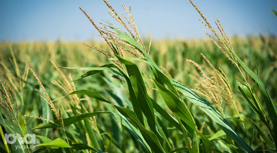 День поля в Адыгее &copy;&nbsp;Фото Елены Синеок, Юга.ру