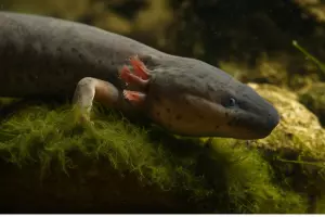 Реконструкция передней части тела Mioproteus wezei Estes &copy;&nbsp;Скриншот с сайта Палеонтологического института имени Борисяка РАН www.paleo.ru