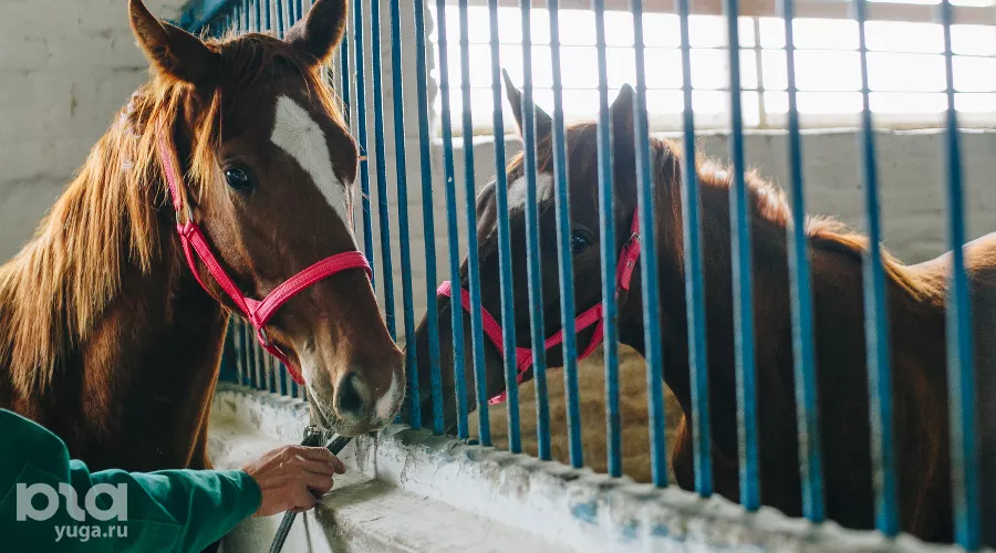 Аукцион по продаже племенных лошадей в Новокубанском районе &copy;&nbsp;Фото Дениса Яковлева, Юга.ру