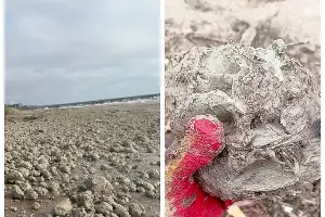  &copy;&nbsp;Скриншот из телеграм-канала штаба &laquo;Дельфины&raquo; https://t.me/shtab_delfin/2355