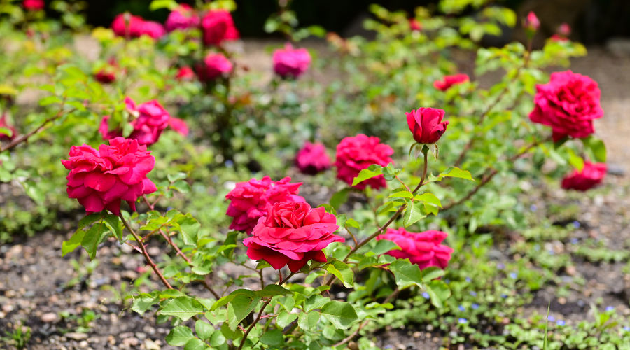  &copy;&nbsp;Фото пресс-службы курорта &laquo;Роза Хутор&raquo;