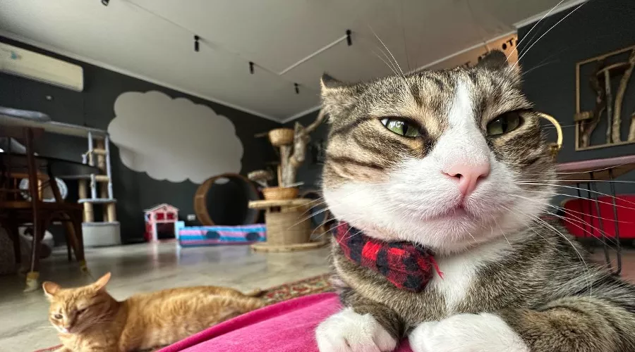 Чокопай, Бисквит и Марципан: есть нельзя, гладить — можно