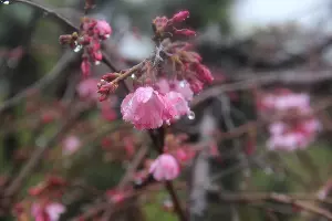 Сакура арияки или вишня мелкопильчатая &copy;&nbsp;Фото пресс-службы Сочинского нацпарка