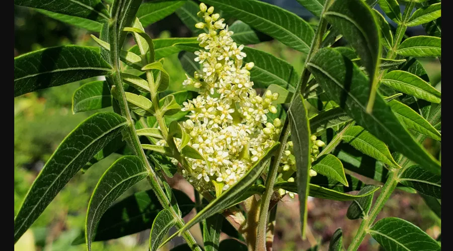 Цветы сумаха ланцетного &copy;&nbsp;Скриншот публикации на сайте &laquo;Вести. Сочи&raquo;, Vesti-sochi.tv