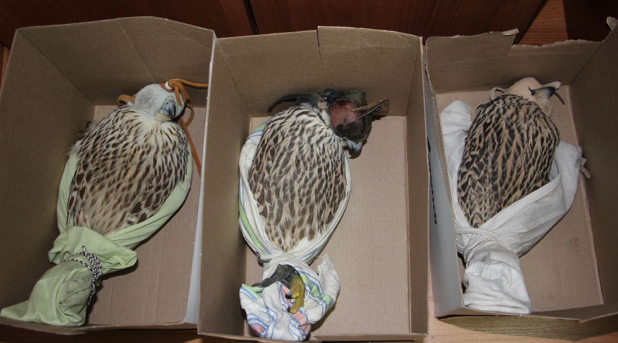  © Фото пресс-службы ФТС Республики Дагестан