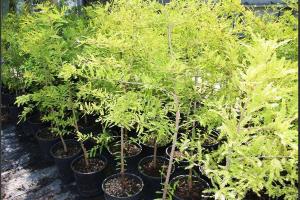  © Скриншот из телеграм-канала «Анапское Черноморье» https://t.me/anapanovosti/65390