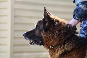  &copy;&nbsp;Фото Елены Синеок, Юга.ру