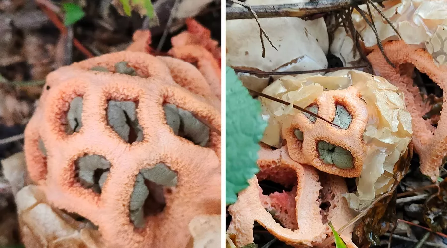 Решеточник красный &copy;&nbsp;Коллаж из скриншотов фото Галины Солтани