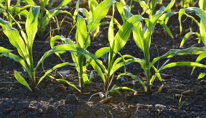  &copy;&nbsp;Фото с сайта pixabay.com