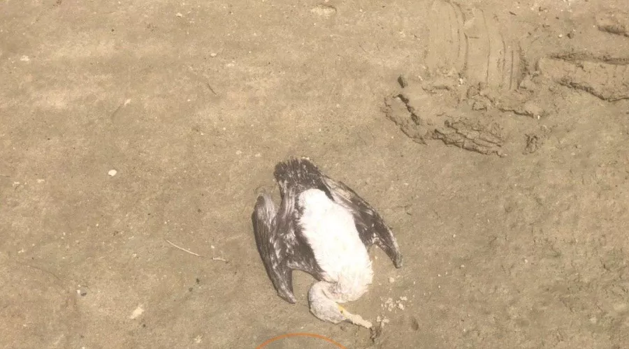  &copy;&nbsp;Фото из телеграм-канала &laquo;Телетайп Краснодара&raquo;, tmtr.me/tipichkras