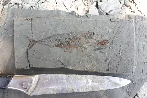 Scomber sp. &copy;&nbsp;Фото пресс-службы Палеонтологического института имени А.А. Борисяка РАН