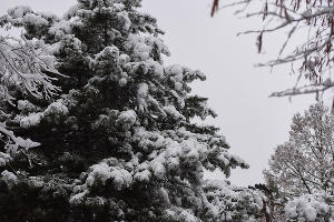 Снег в Краснодаре © Фото Елены Синеок, Юга.ру