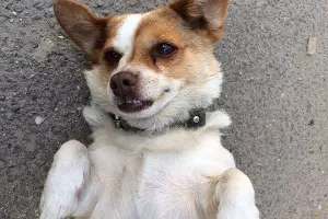 Джессика &copy;&nbsp;Фото Дарьи Сизиковой, Юга.ру