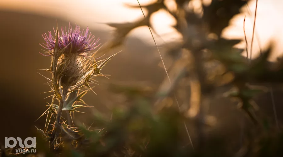 Чертополох. Лагонакское нагорье и Фишт-Оштенский горный массив &copy;&nbsp;Фото Елены Синеок, Юга.ру