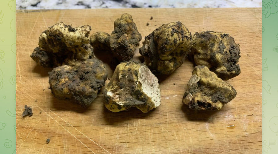 Трюфели, найденные иркутскими учеными в лесу возле Молдовановки © Скриншот публикации в телеграм-канале Иркутского университета, T.me/irkutskuniversity