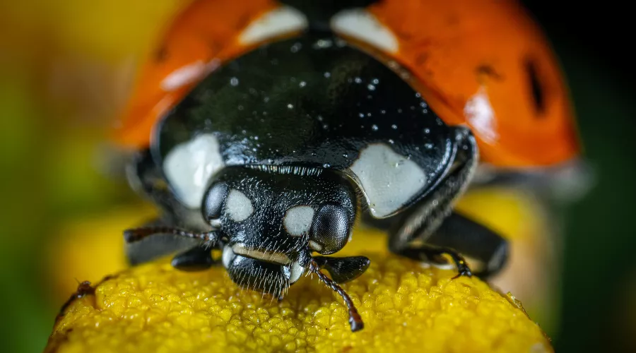  &copy;&nbsp;Фото Egor Kamelev, pexels.com