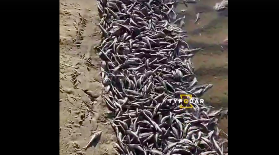  © Скриншот видео из паблика «Туподар — Краснодар», vk.com/typodar