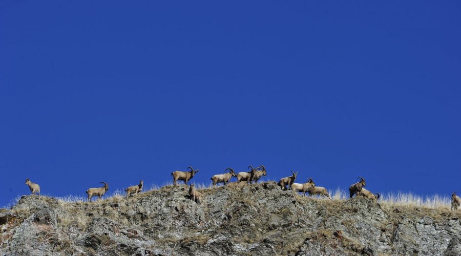  © Фото пресс-службы Кавказского заповедника