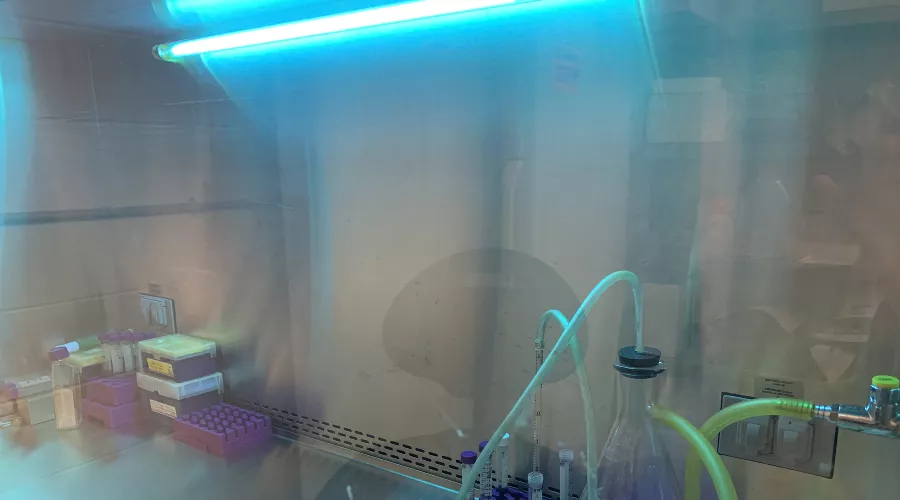  &copy;&nbsp;Фото Alyssa LaGrange с сайта wikimedia.org