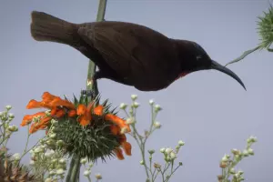 Кадр из трейлера к фильму «Карнавал клювов» &copy;&nbsp;Скриншот видео с youtube-канала Monticola Films